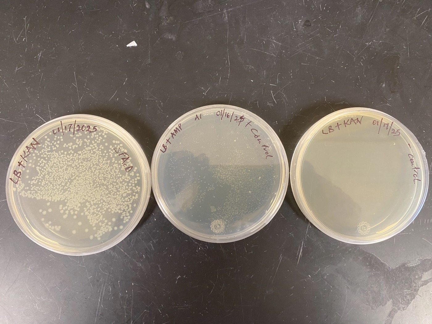 E. coli cultures on agar plates after plasmid transformation in the Schroer Lab